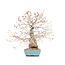 Carpinus coreana, 45 cm, ± 40 years old