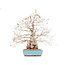 Carpinus coreana, 45 cm, ± 40 Jahre alt