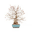 Carpinus coreana, 45 cm, ± 40 Jahre alt