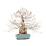 Carpinus coreana, 45 cm, ± 40 years old