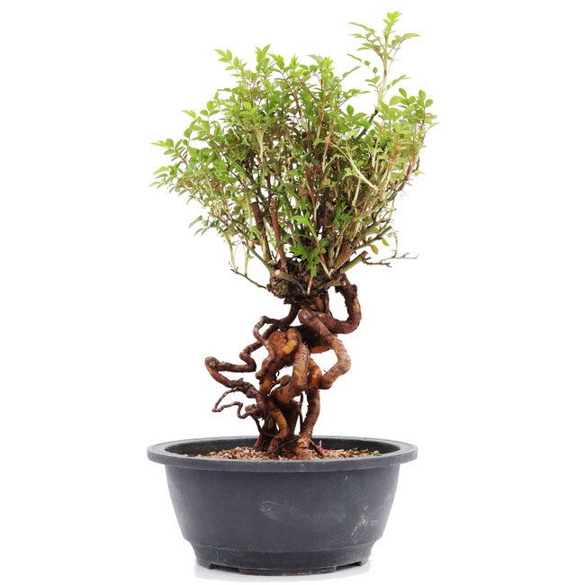 Rosa multiflora, 29 cm, ± 15 años, con flores rosadas y frutos anaranjados