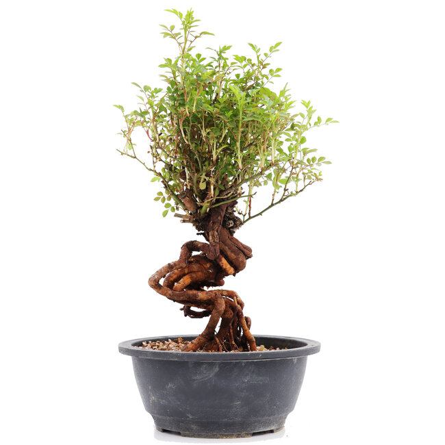 Rosa multiflora, 29 cm, ± 15 ans, à fleurs roses et fruits orange