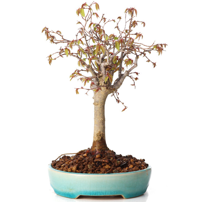 Zelkova serrata, 20 cm, ± 20 Jahre alt