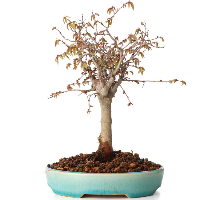 Zelkova serrata, 20 cm, ± 20 jaar oud