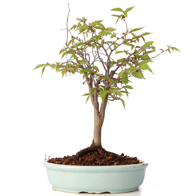 Zelkova serrata, 20,5 cm, ± 20 anni