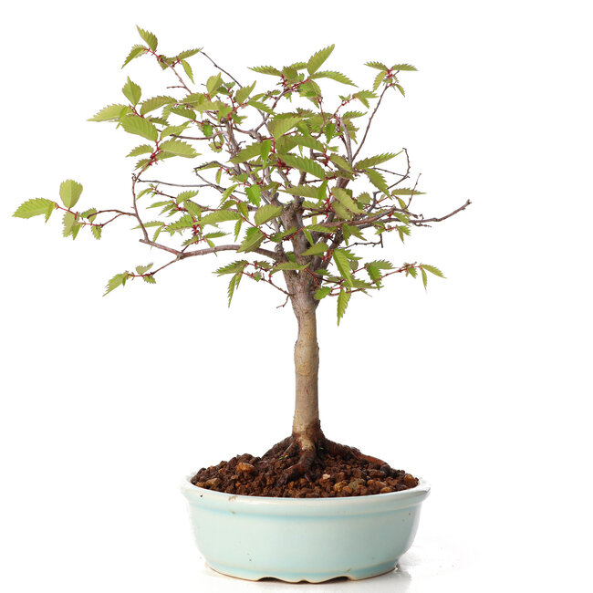 Zelkova serrata, 20,5 cm, ± 20 ans