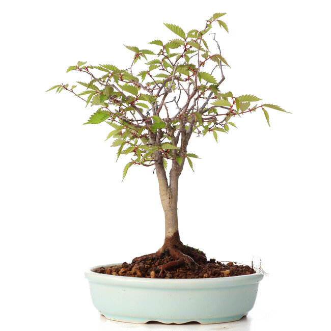Zelkova serrata, 20,5 cm, ± 20 anni