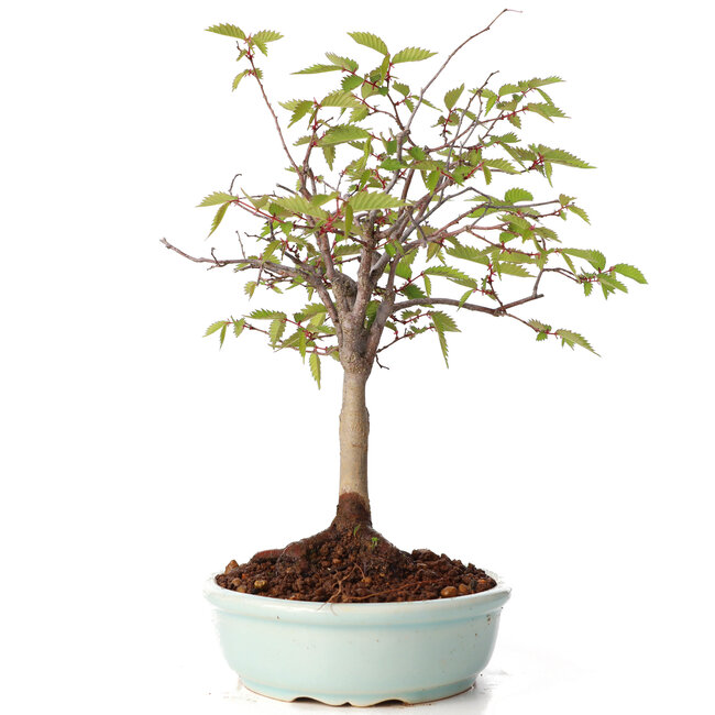 Zelkova serrata, 20,5 cm, ± 20 jaar oud