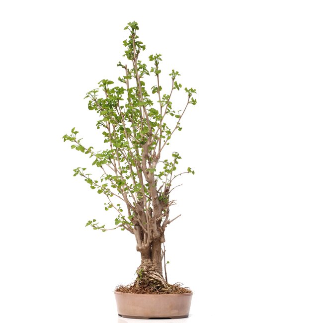 Ginkgo Biloba, 71,5 cm, ± 25 anni