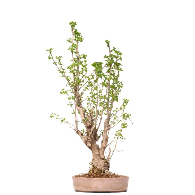Ginkgo Biloba, 71,5 cm, ± 25 años