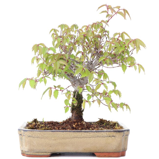 Zelkova serrata, 15,5 cm, ± 20 jaar oud