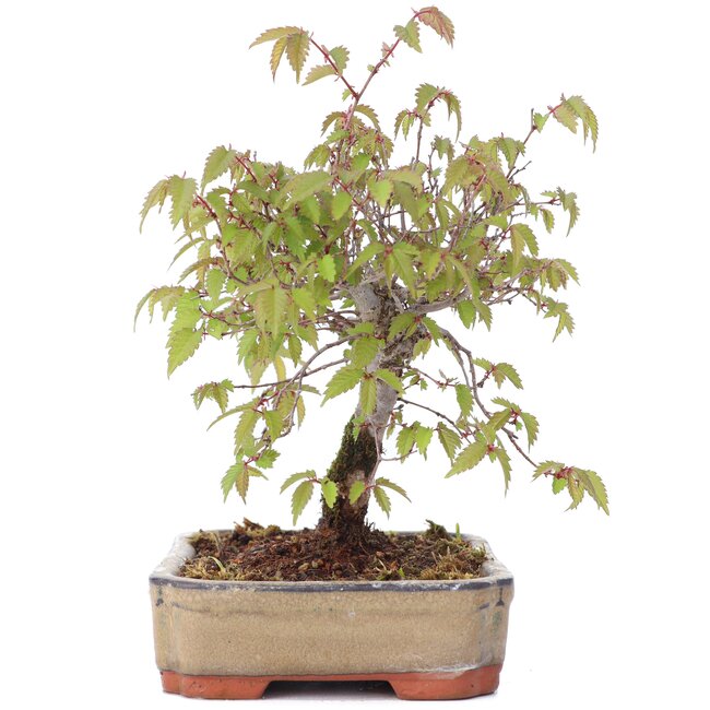 Zelkova serrata, 15,5 cm, ± 20 years old