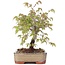 Zelkova serrata, 15,5 cm, ± 20 anni