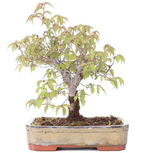 Zelkova serrata, 15,5 cm, ± 20 jaar oud