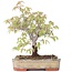 Zelkova serrata, 15,5 cm, ± 20 anni