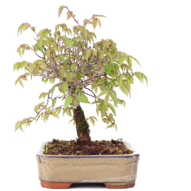 Zelkova serrata, 15,5 cm, ± 20 jaar oud
