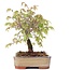 Zelkova serrata, 15,5 cm, ± 20 Jahre alt