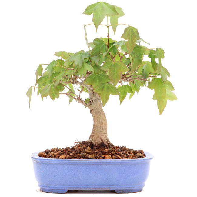 Acer buergerianum, 13 cm, ± 20 anni