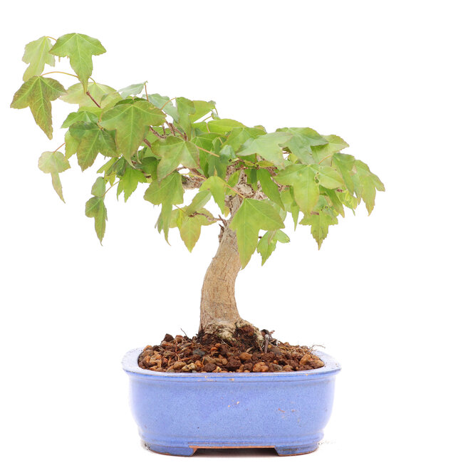 Acer buergerianum, 13 cm, ± 20 years old