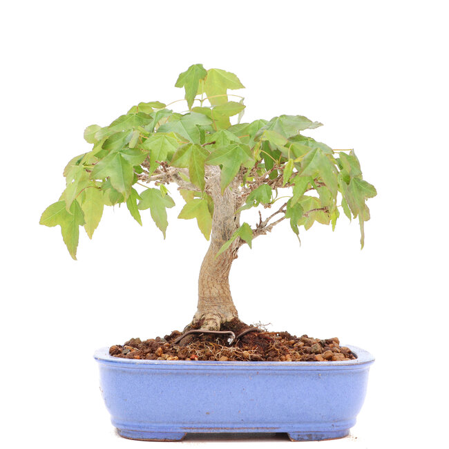 Acer buergerianum, 13 cm, ± 20 jaar oud