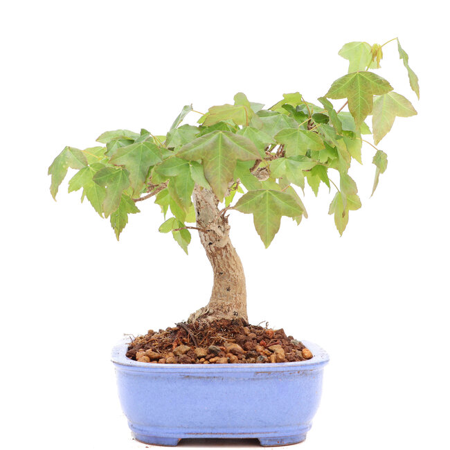 Acer buergerianum, 13 cm, ± 20 Jahre alt