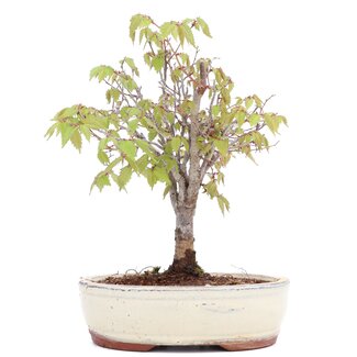 Zelkova serrata, 20,5 cm, ± 20 anni