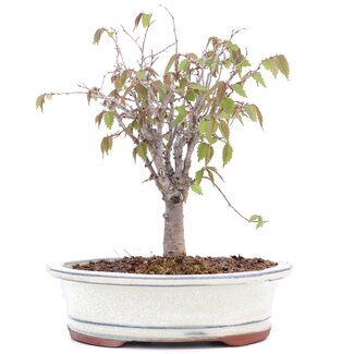 Zelkova serrata, 18 cm, ± 20 jaar oud