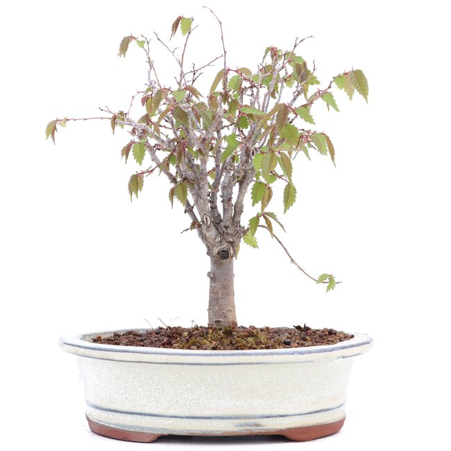 Zelkova serrata, 18 cm, ± 20 anni