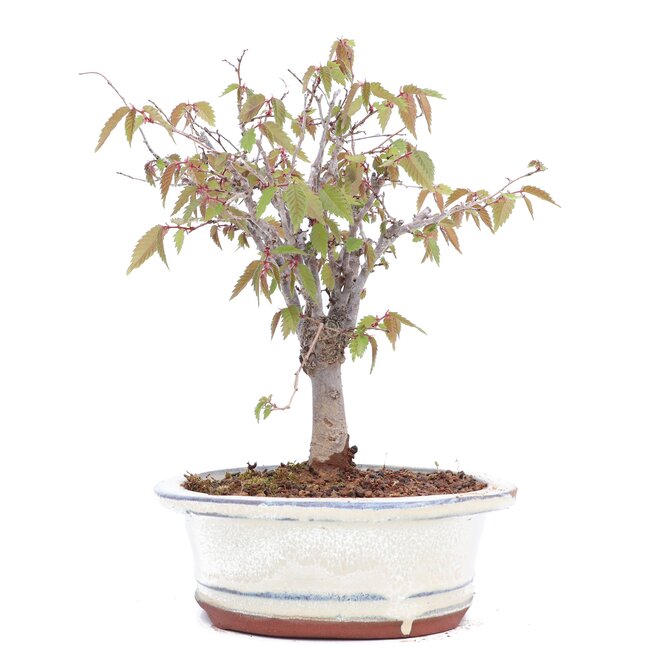 Zelkova serrata, 18 cm, ± 20 Jahre alt