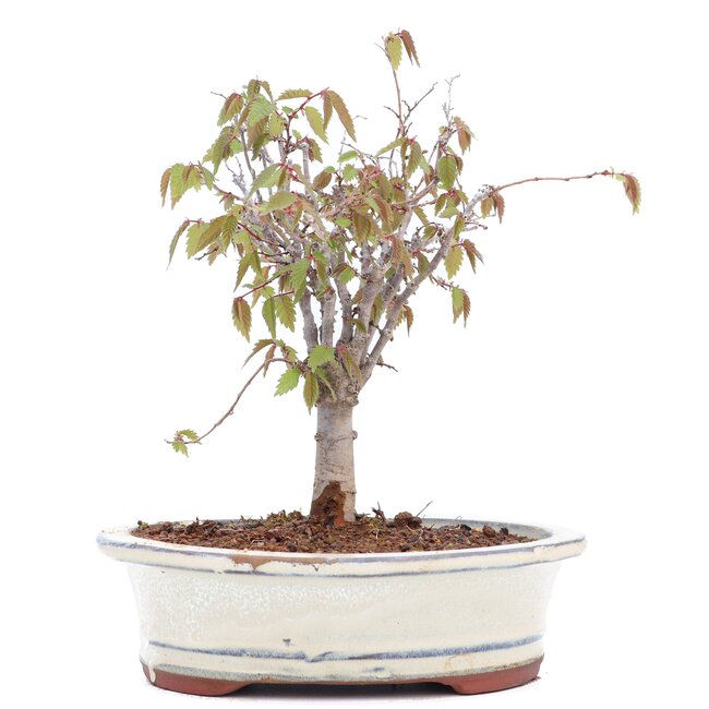 Zelkova serrata, 18 cm, ± 20 Jahre alt