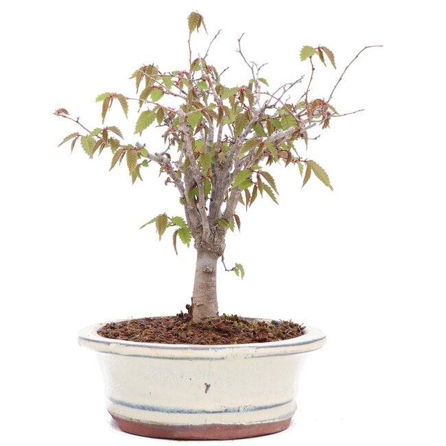 Zelkova serrata, 18 cm, ± 20 anni