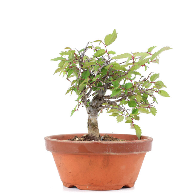 Zelkova serrata, 11,5 cm, ± 20 anni