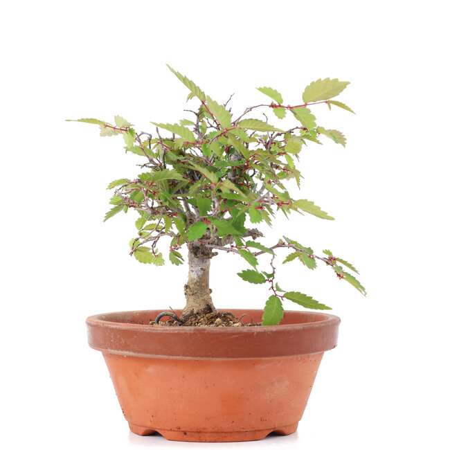 Zelkova serrata, 11,5 cm, ± 20 años