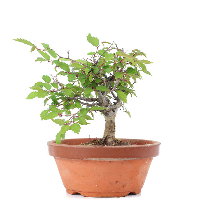 Zelkova serrata, 11,5 cm, ± 20 ans