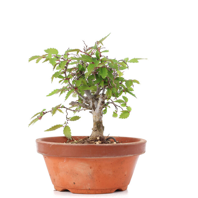 Zelkova serrata, 11,5 cm, ± 20 ans