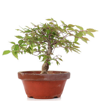 Zelkova serrata, 15,5 cm, ± 20 jaar oud