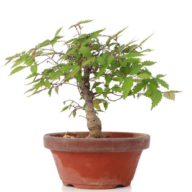 Zelkova serrata, 15,5 cm, ± 20 años