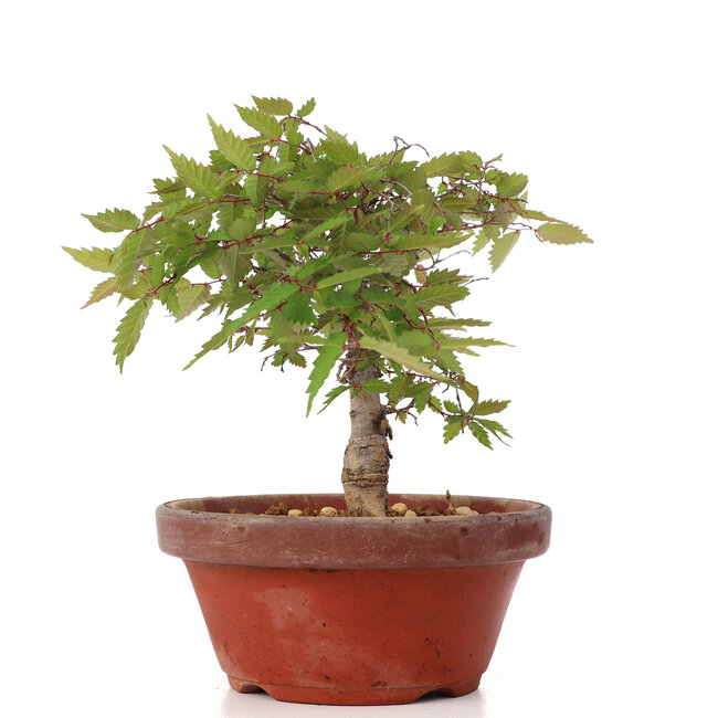 Zelkova serrata, 15,5 cm, ± 20 anni