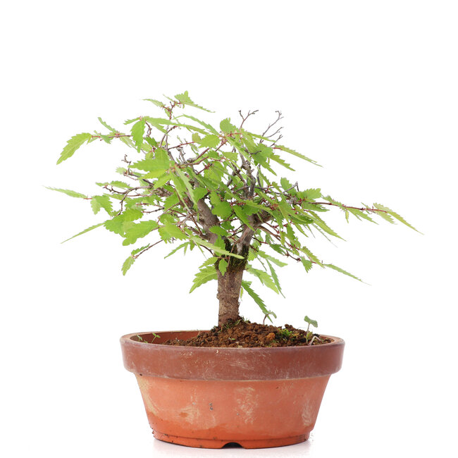 Zelkova serrata, 14 cm, ± 20 ans