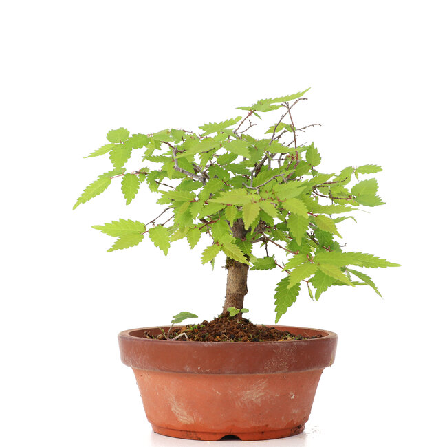 Zelkova serrata, 14 cm, ± 20 Jahre alt