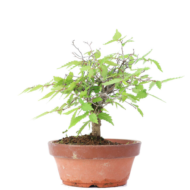 Zelkova serrata, 14 cm, ± 20 años