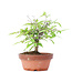 Zelkova serrata, 14 cm, ± 20 ans