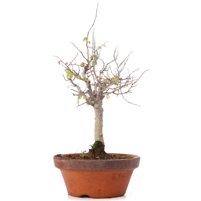 Zelkova serrata, 21,5 cm, ± 20 jaar oud