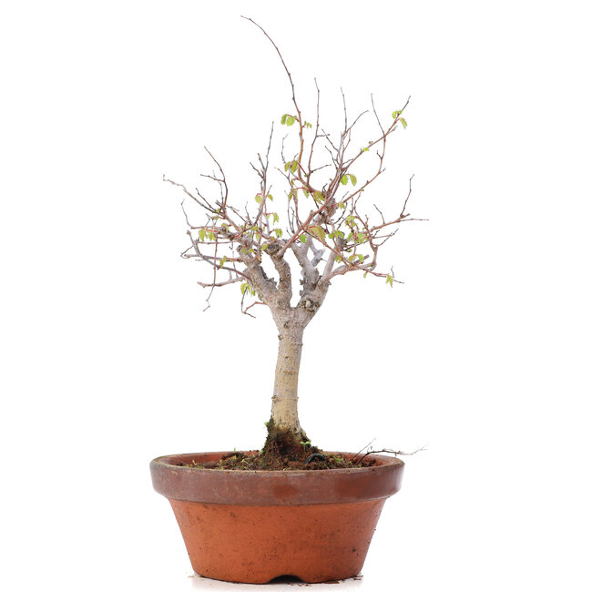 Zelkova serrata, 21,5 cm, ± 20 ans