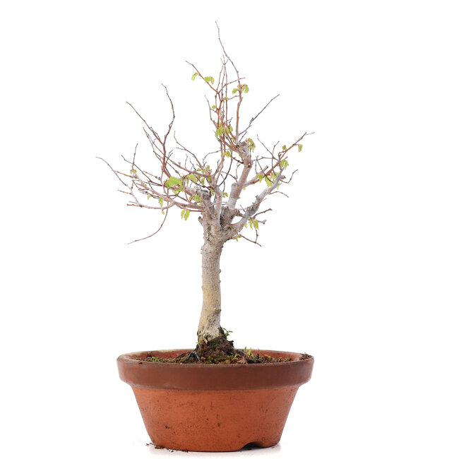 Zelkova serrata, 21,5 cm, ± 20 años