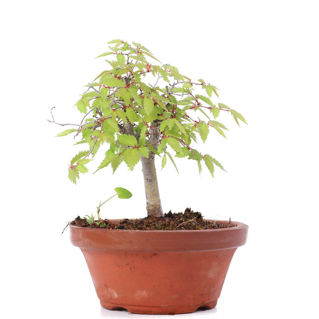 Zelkova serrata, 14,5 cm, ± 20 jaar oud