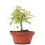 Zelkova serrata, 14,5 cm, ± 20 Jahre alt