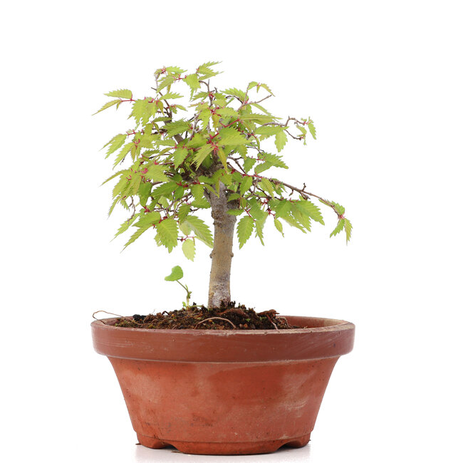 Zelkova serrata, 14,5 cm, ± 20 anni