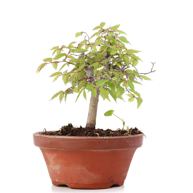 Zelkova serrata, 14,5 cm, ± 20 años
