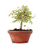 Zelkova serrata, 14,5 cm, ± 20 Jahre alt